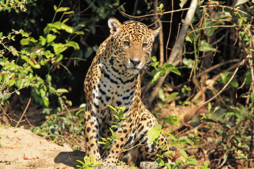 Reef and Rainforest Tours - Belize Wildlife Holidays and Tailor-Made Tours