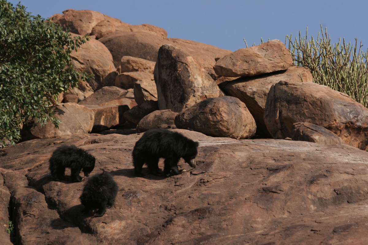 Daroji Bear Sanctuary - Reef And Rainforest Tours