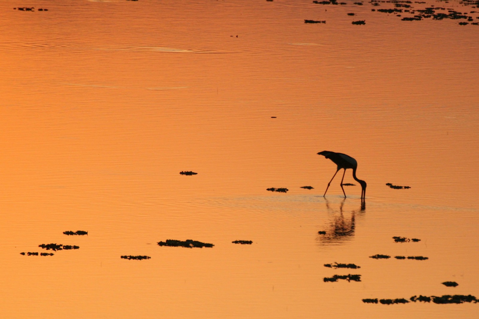 Jamnagar Marine National Park Reef And Rainforest Tours