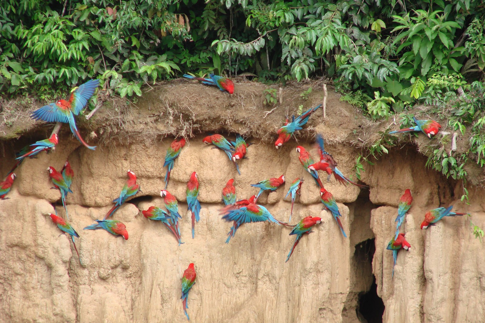 Manu Wildlife Centre - Reef and Rainforest Tours