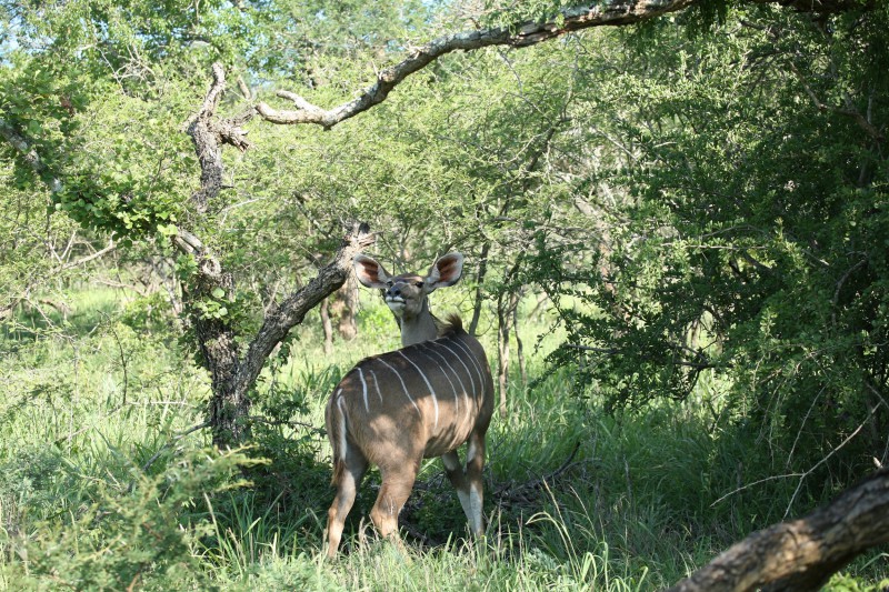 Namibia Wildlife Holidays, Tailor-Made Tours and Private Safaris