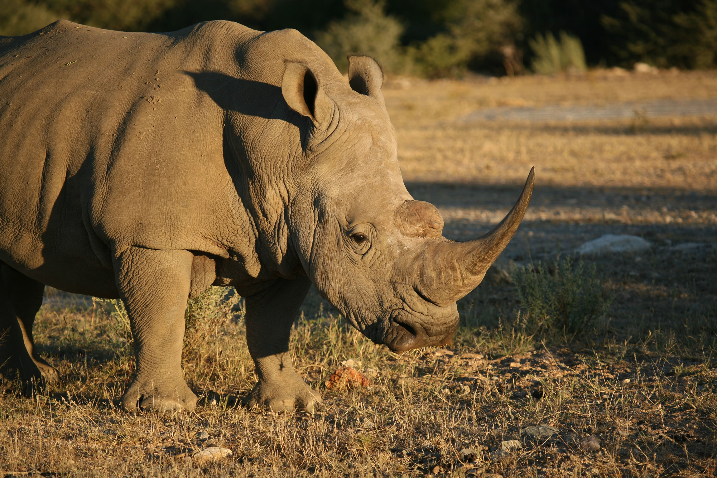 Super-Scenic Namibian Wildlife Safari Deluxe - Reef and Rainforest Tours