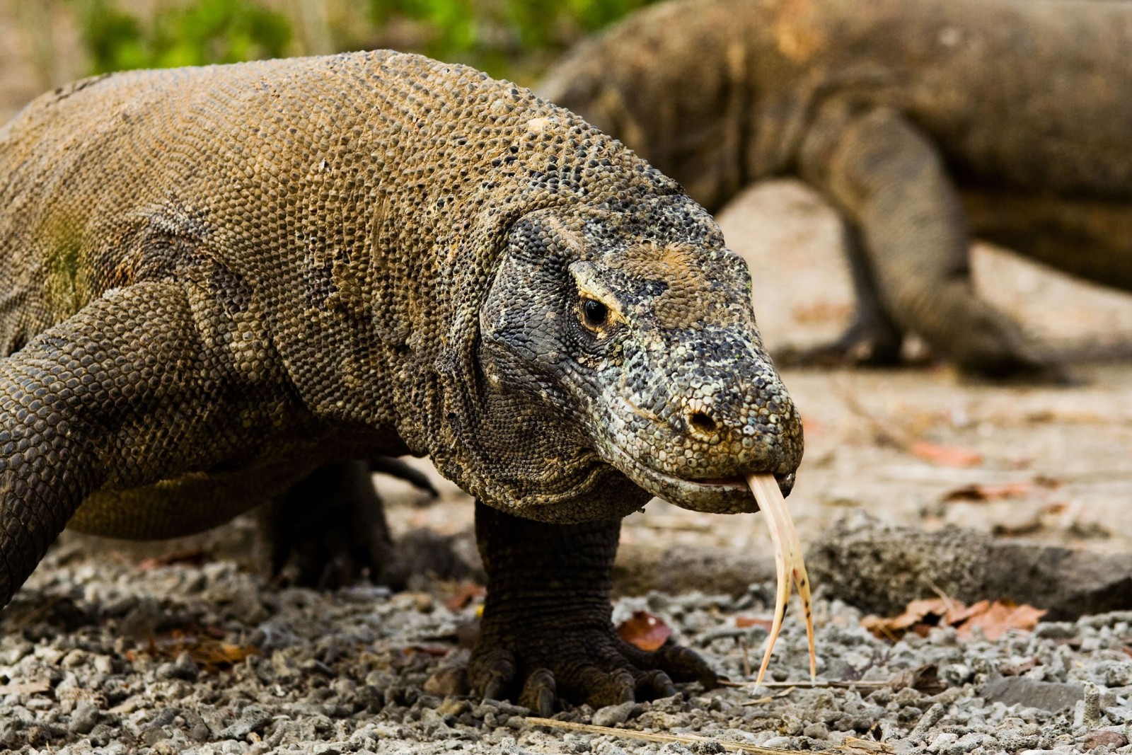 Komodo and Rinca Reef and Rainforest Tours