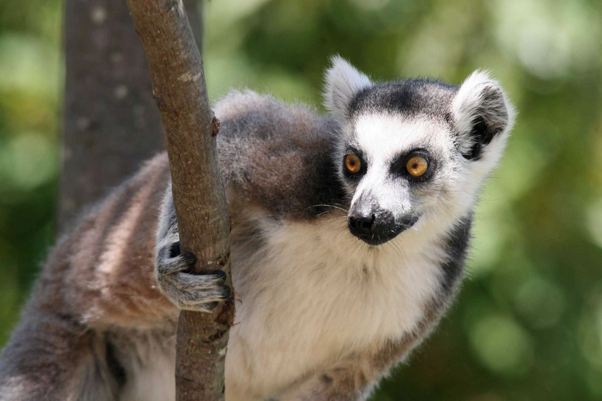 wildlife tours madagascar