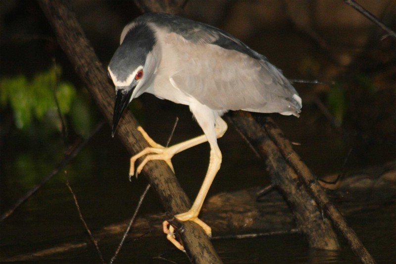 The Best of Borneo’s Wonderful Wildlife