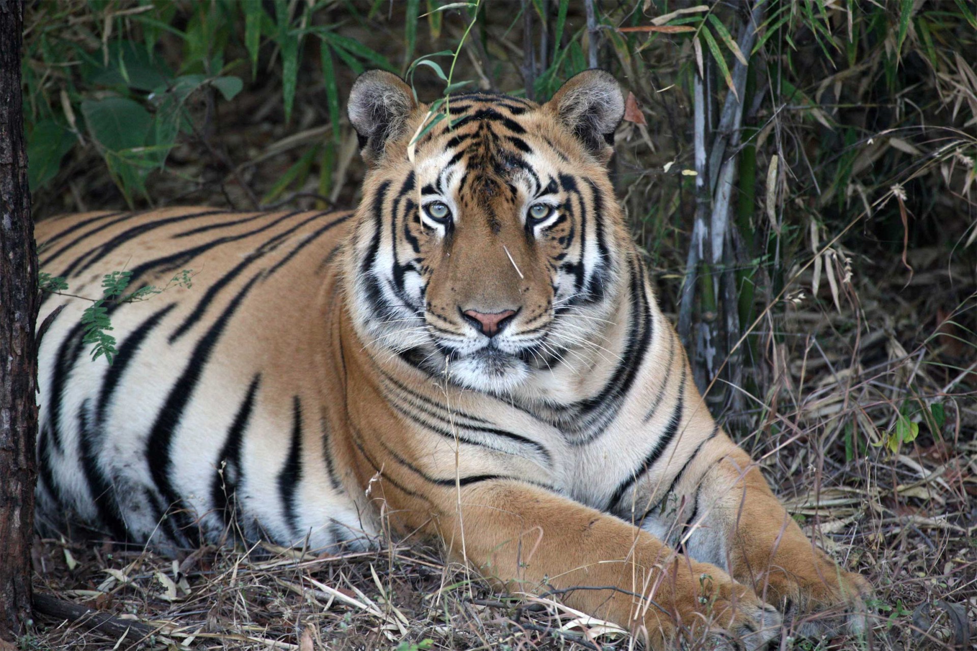 India’s Tigers On A Budget - an affordable tiger tour.
