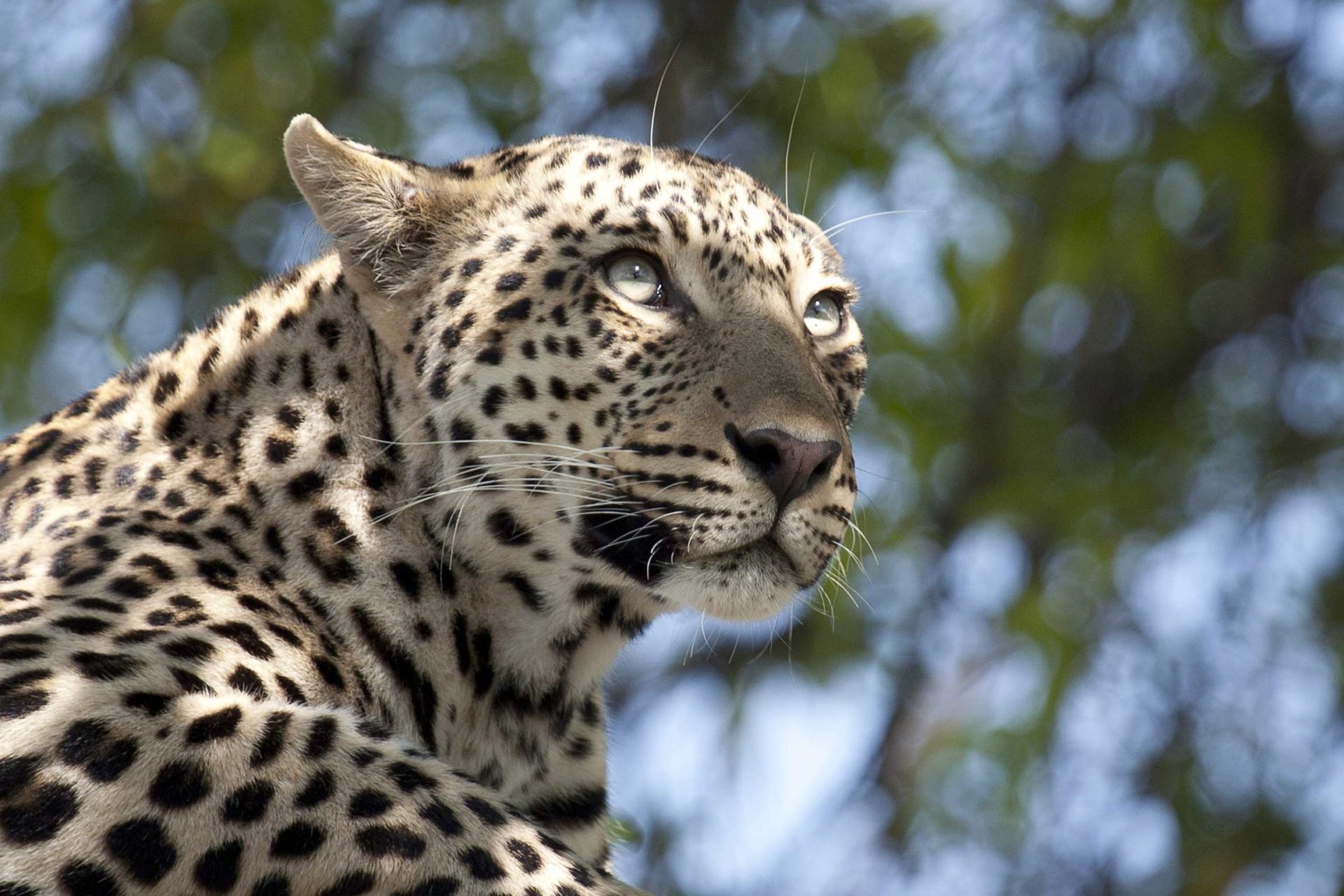 Botswana Ultimate Wildlife - Reef and Rainforest Tours