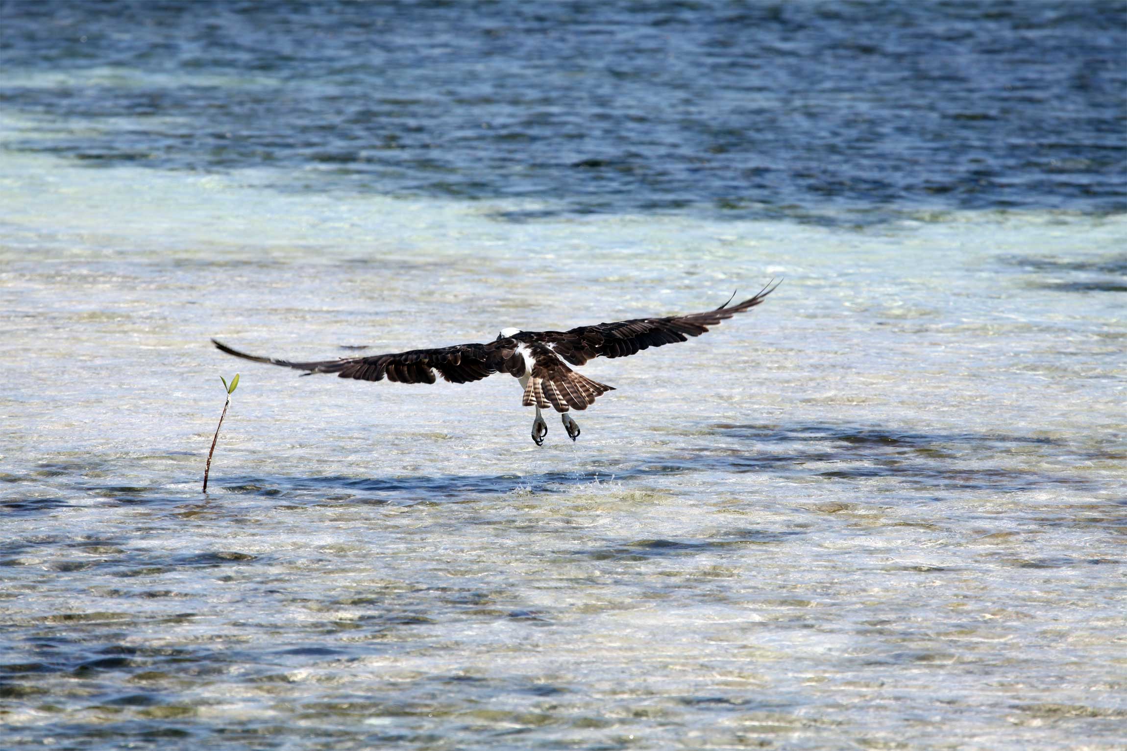 Belize Barrier Reef Benefits from Success of Conservation Efforts ...