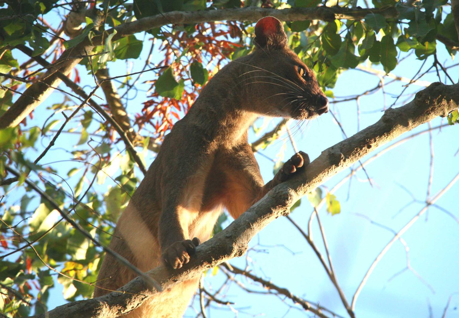 Spotlight on The Fossa of Madagascar - Reef and Rainforest Tours