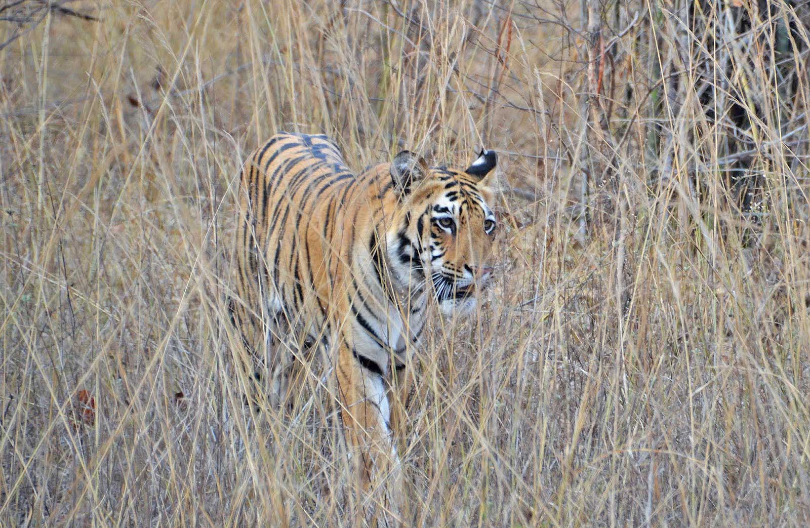 Trip Report: Tigers and the Wildlife of Pench and Tadoba - Reef and ...