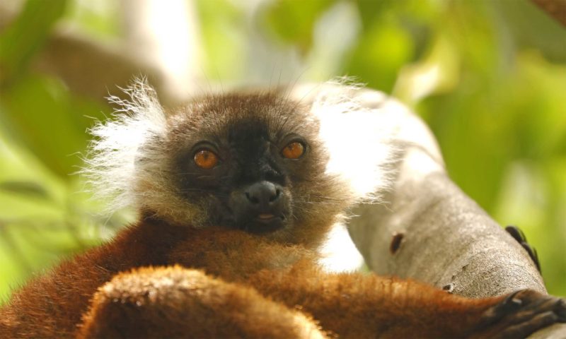 The Wildlife of Northern Madagascar's Magical Forests and Reefs - Reef ...