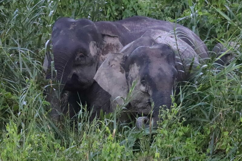 A Family Wildlife Adventure In Beautiful Borneo