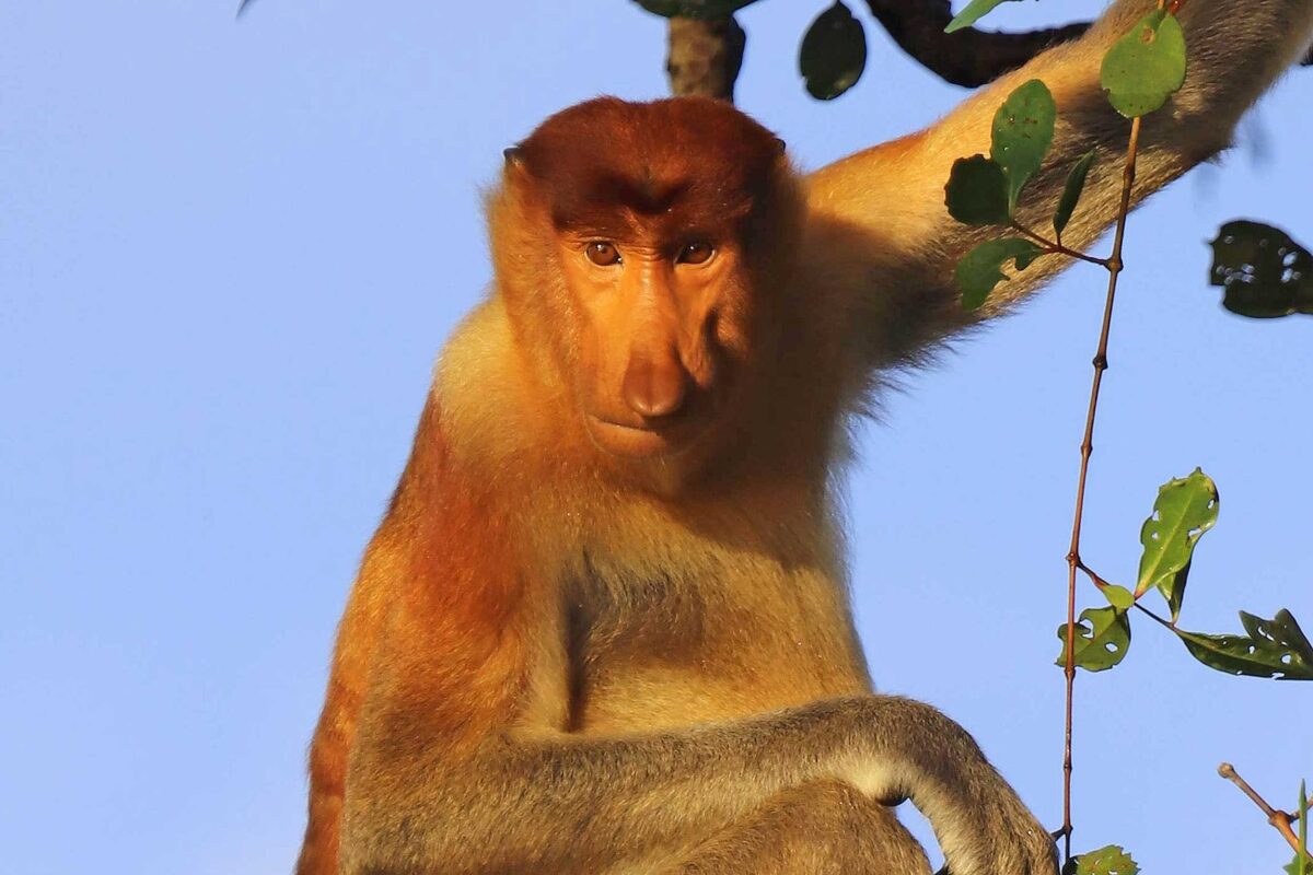 A Family Wildlife Adventure In Beautiful Borneo