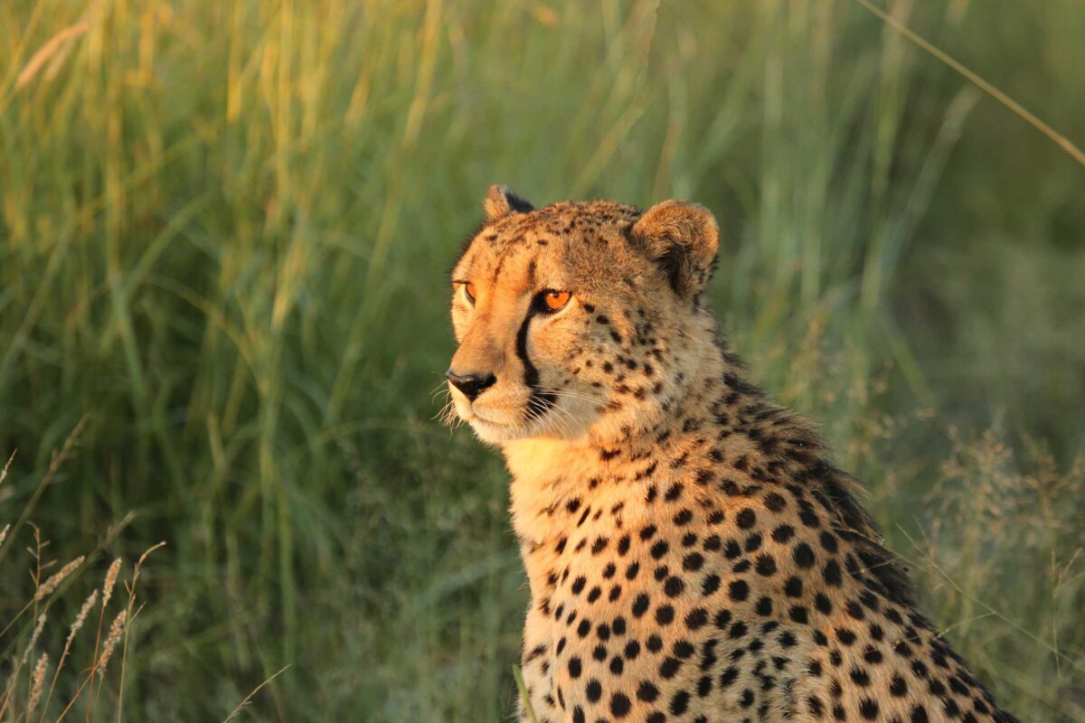 India’s Cheetah Reintroduction Programme Adds to An Already Impressive ...