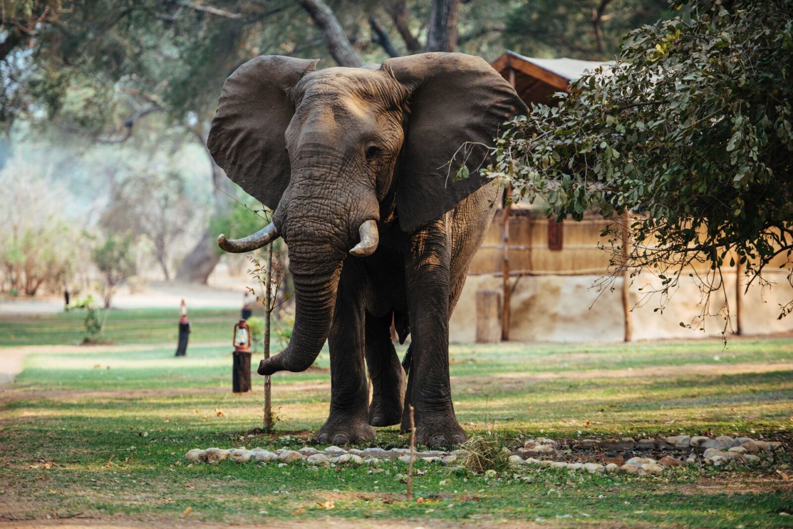 Chongwe Elephant by Gary van Wyk courtesy Time and Tide