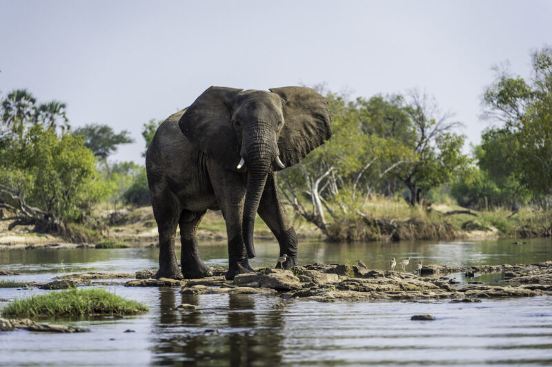 Elephant crossing the Zambezi above Victoria Falls courtesy Dana Allen for Wilderness Safaris