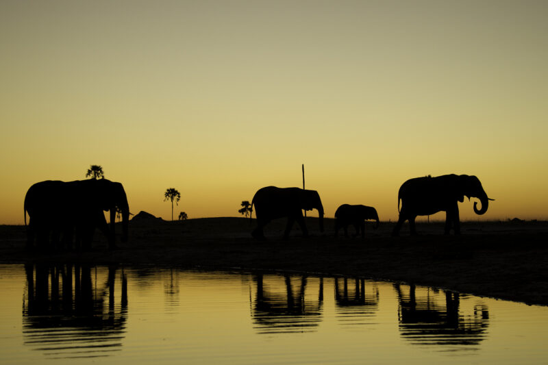 Elephant silhouettes in Hwange courtesy Dana Allen for Wilderness Safaris