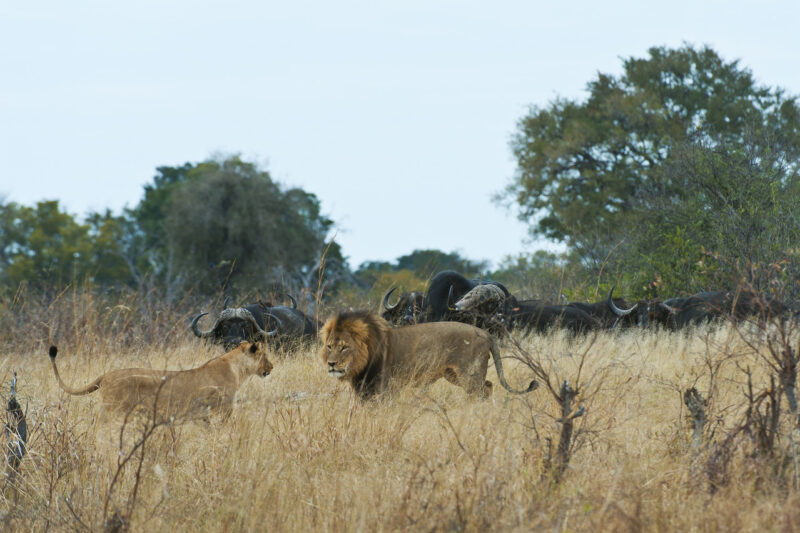 Lion and buffalo exchanges in Hwange courtesy Mike Myers for Wilderness Safaris