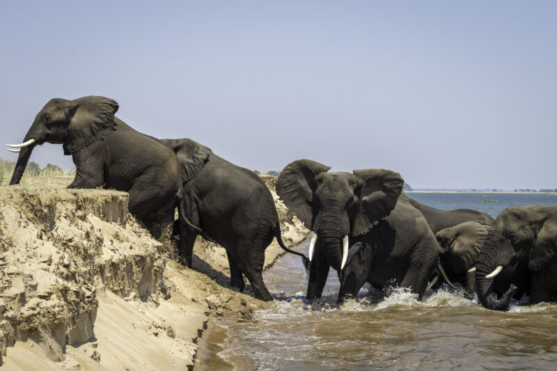 Elephants barging up a Zambezi sandbank near Little Ruckomechi courtesy Dana Allen for Wilderness Safaris